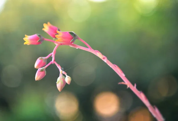 Flower of succulent close up — Stok fotoğraf