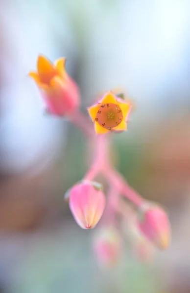 Flower of succulent close up — ストック写真
