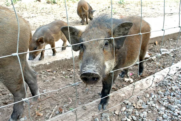 Fattoria dei cinghiali vicino alla recinzione — Foto Stock