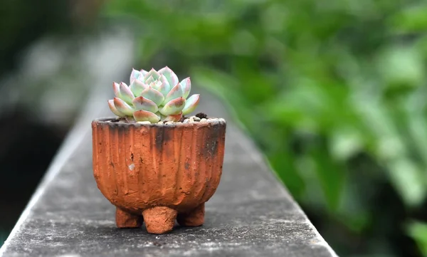 Kaktus w ceramice z zamazanym tłem — Zdjęcie stockowe