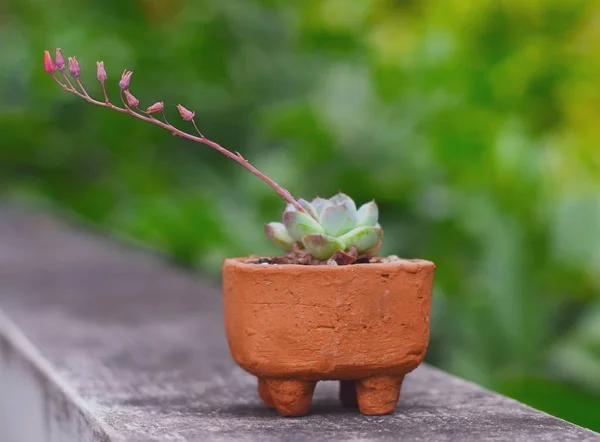 Kaktusz virága, Echeveria — Stock Fotó