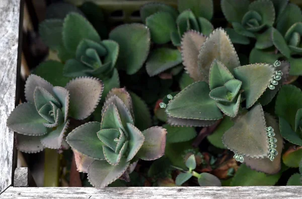 Succulent plant in wooden box, Top view