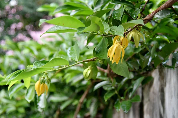 Ylang Ylang άνθος λουλουδιών στο δέντρο — Φωτογραφία Αρχείου
