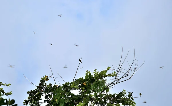 树上的小鸟和一群蜻蜓四处飞舞 — 图库照片