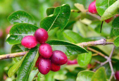 Bengal-kuş üzümü, Carandas-Erik, Karanda veya Carunda meyve