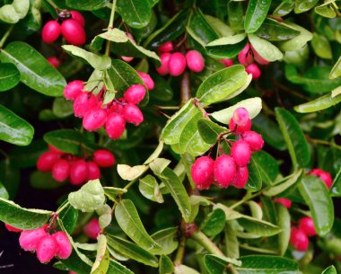 Bengal-kuş üzümü, Carandas-Erik, Karanda veya Carunda meyve