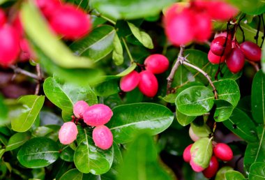 Bengal-kuş üzümü, Carandas-Erik, Karanda veya Carunda meyve