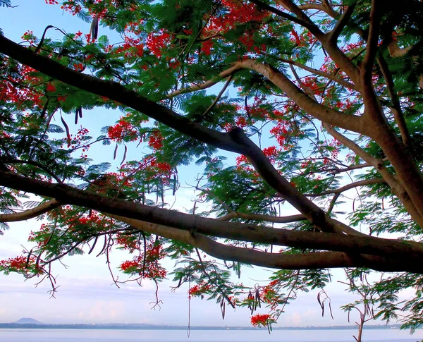 Цветок Королевской Пойнцианы на дереве на фоне озера — стоковое фото