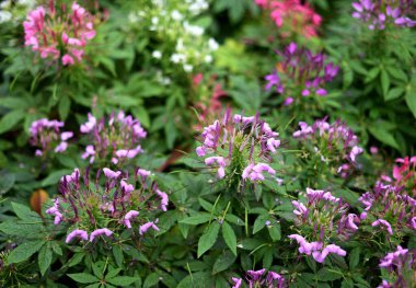 Cleome spinosa çiçeğinin çiçeği. Yakın çekim.