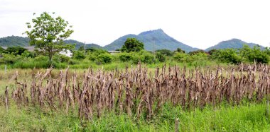 Dağın arka planındaki hasattan sonra tarladaki mısır tarlası