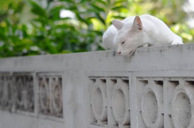 Beyaz kedi beton duvarda uyuyor.