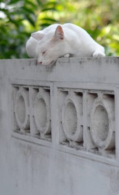 Beyaz kedi beton duvarda uyuyor.