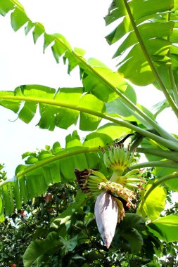 Ağaçta açan muz çiçeği.