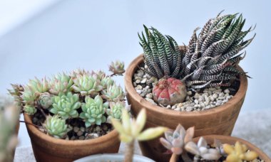 Küçük toprak kapta kaktüs, Graptopetalum Macdougallii Alxander