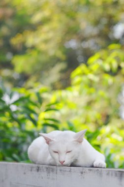 Beyaz kedi beton duvarda uyuyor.