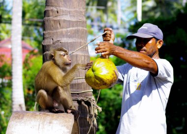 Samui Adası, Tayland - 3 Eylül: Maymun gösterisi, Samui Adası, Tayland Hindistan cevizi 3 Eylül 2011 iplik maymun 