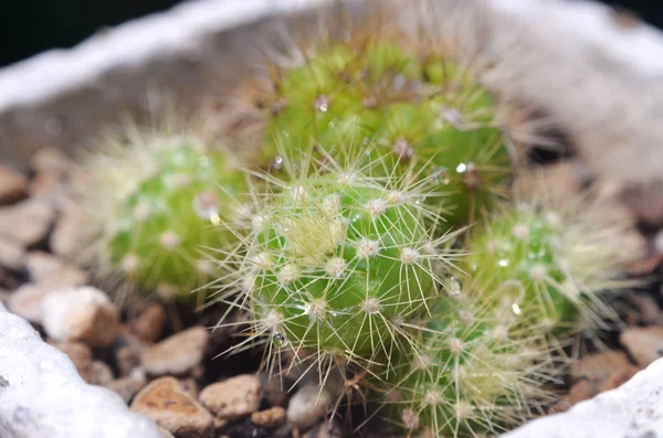 Arkaplanı Bulanık Olan Kaktüsü Kapat Echinopsis Calochlora Schum — Stok fotoğraf