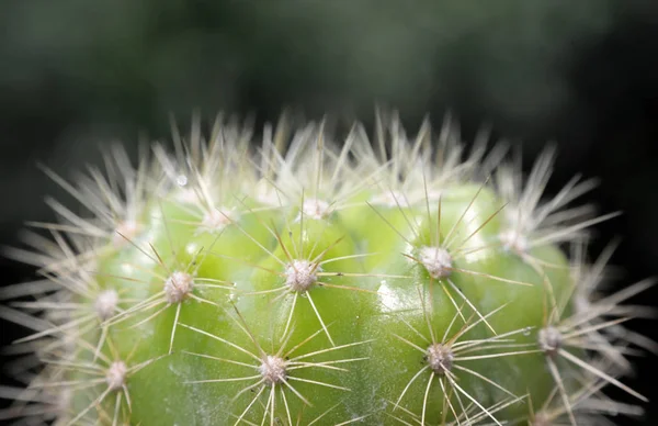 Arkaplanı Bulanık Olan Kaktüsü Kapat Echinopsis Calochlora Schum — Stok fotoğraf