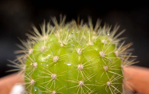 Arkaplanı Bulanık Olan Kaktüsü Kapat Echinopsis Calochlora Schum — Stok fotoğraf