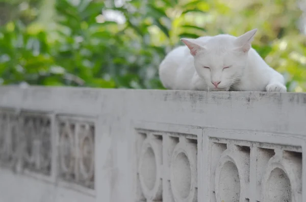 Branco Gato Dormir Parede Concreto — Fotografia de Stock