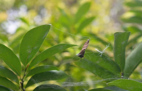 绿色叶背蜘蛛网上的干叶棍 — 图库照片