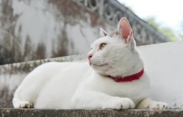 Retrato Gato Bonito Deitar Escada Olhando Para Fora — Fotografia de Stock