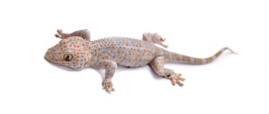 Gecko beyaz arka plan izole, Studio atış