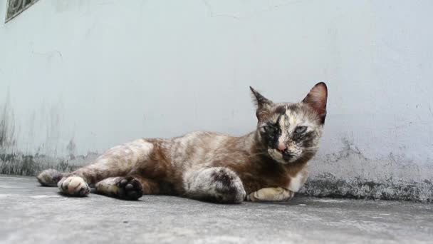 Kočka odpočívá na zemi a vychází ven — Stock video