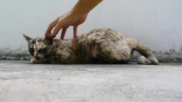 O gato descansa no chão e a mão humana coça para trás — Vídeo de Stock