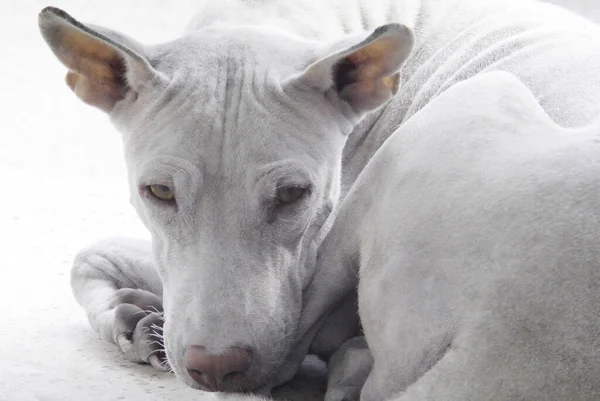 Ritratto Cane Randagio Assonnato Che Guarda Macchina Fotografica — Foto Stock