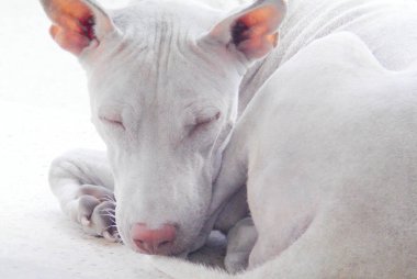 Uykulu sokak köpeğinin portresi