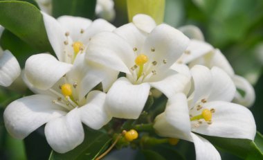 Ağaçta portakal çiçeği açar (Murraya panikler))