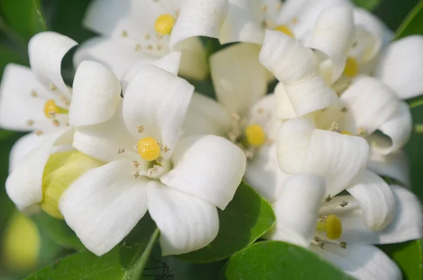 Orange Jessamine Flower Blossom Tree Murraya Paniculata — Stock Photo, Image