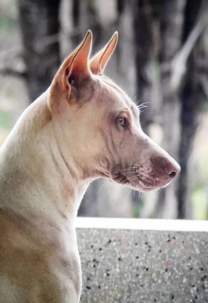 Portrait of stray dog side view