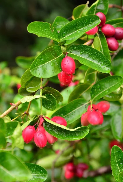 Courants Bengale Fruits Carandas Prune Karanda Carunda — Photo