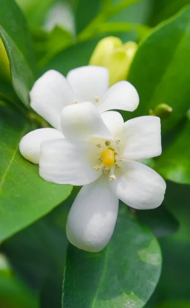 Flor Jessamina Laranja Árvore Murraya Paniculata — Fotografia de Stock