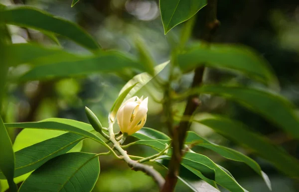 Champak Λουλούδι Στο Δέντρο Πράσινο Φύλλο — Φωτογραφία Αρχείου