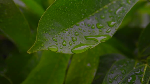 Tetesan hujan di daun hijau — Stok Video