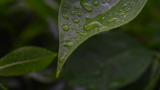 Regentropfen auf grünem Blatt — Stockvideo