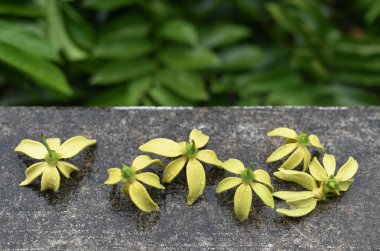 Ylang Ylang çiçeği beton duvarda yağmur damlaları