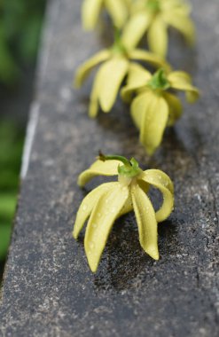 Ylang Ylang çiçeği beton duvarda yağmur damlaları