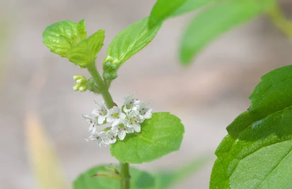 Flower Mint Blooming Close Shot — Stock Photo, Image
