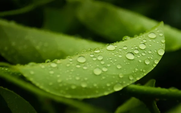 Hujan Tetes Daun Hijau — Stok Foto