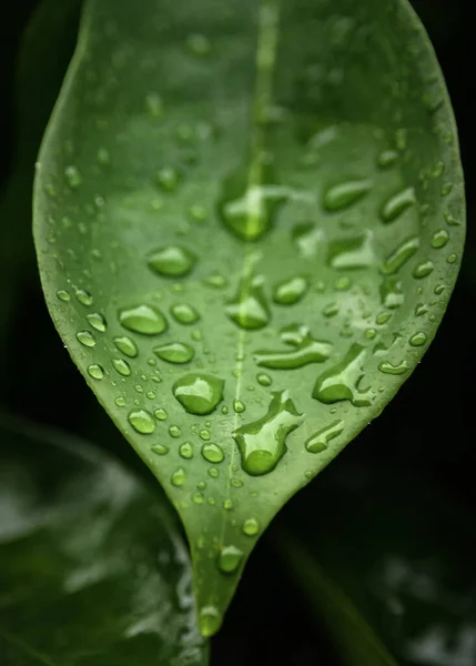 Gotas Lluvia Sobre Hoja Verde — Foto de Stock