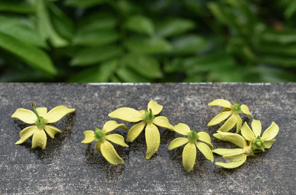 Ylang Ylang Flower Rain Drops Concrete Wall — Stock Photo, Image