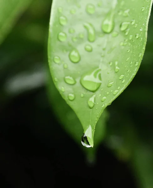 Gotas Lluvia Sobre Hoja Verde — Foto de Stock