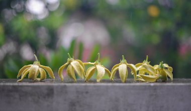 Ylang Ylang çiçeği beton duvarda yağmur damlaları