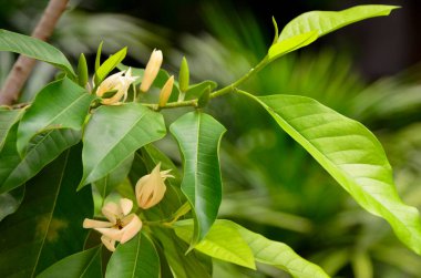 Ağaçtaki yeşil yapraklı şampanya çiçeği.