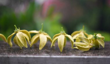 Ylang Ylang çiçeği beton duvarda yağmur damlaları