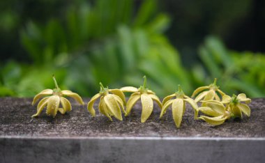 Ylang Ylang çiçeği beton duvarda yağmur damlaları